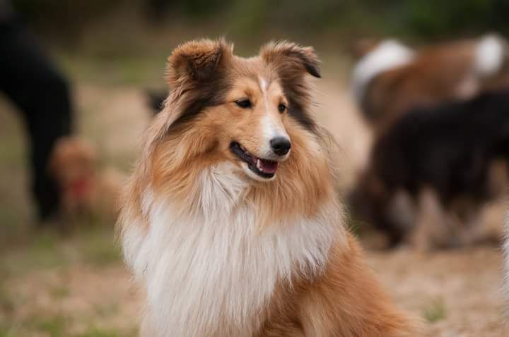 Les Shetland Sheepdog de l'affixe De La Forêt Des Celtes