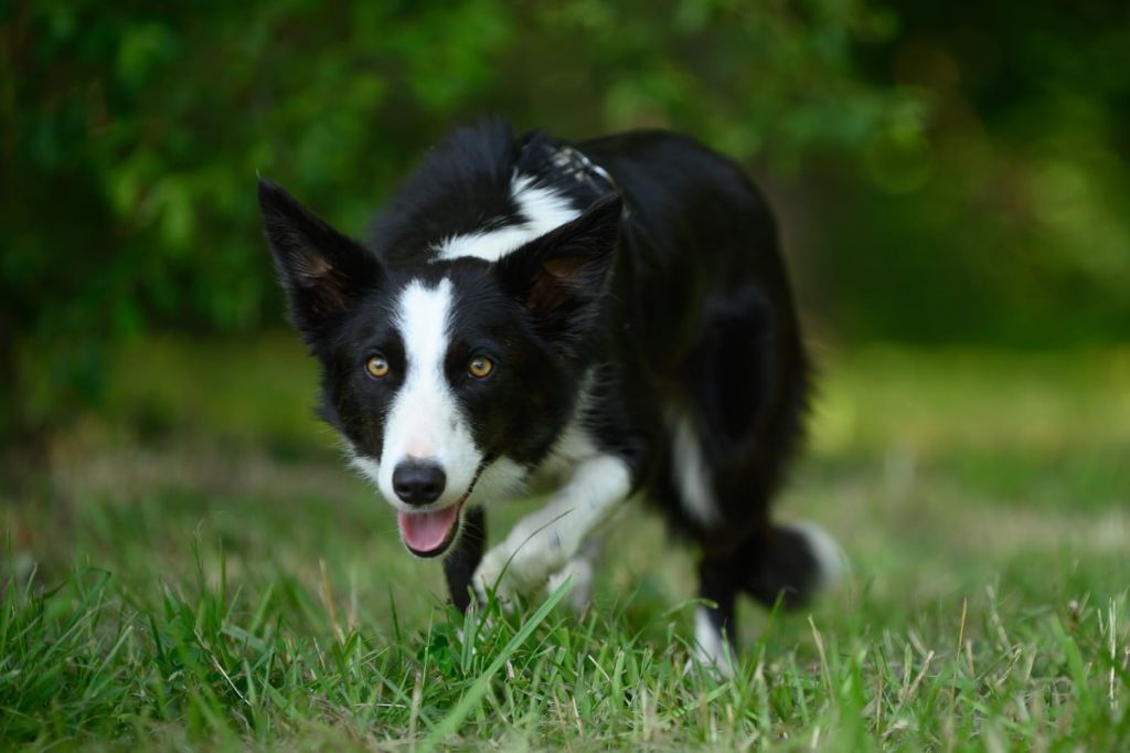 Les Border Collie de l'affixe De La Forêt Des Celtes