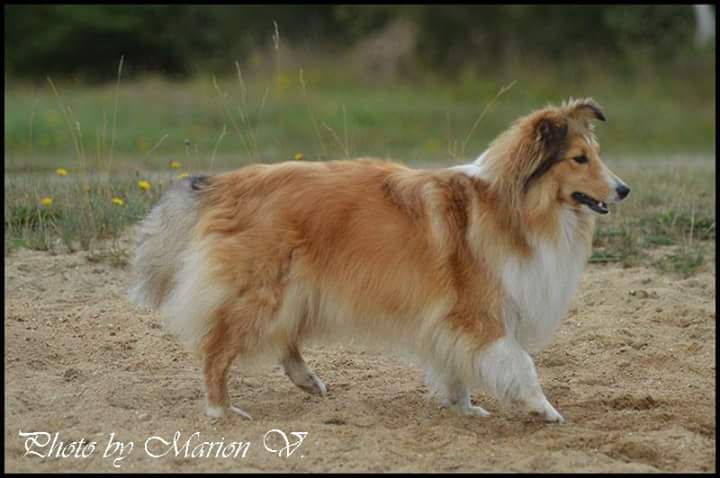 June Des petites fées des sables