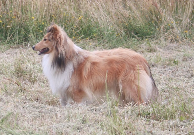 June Des petites fées des sables