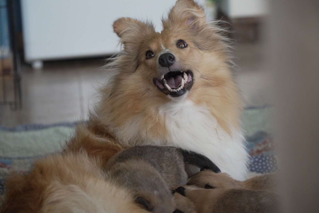 chiot Shetland Sheepdog De La Forêt Des Celtes