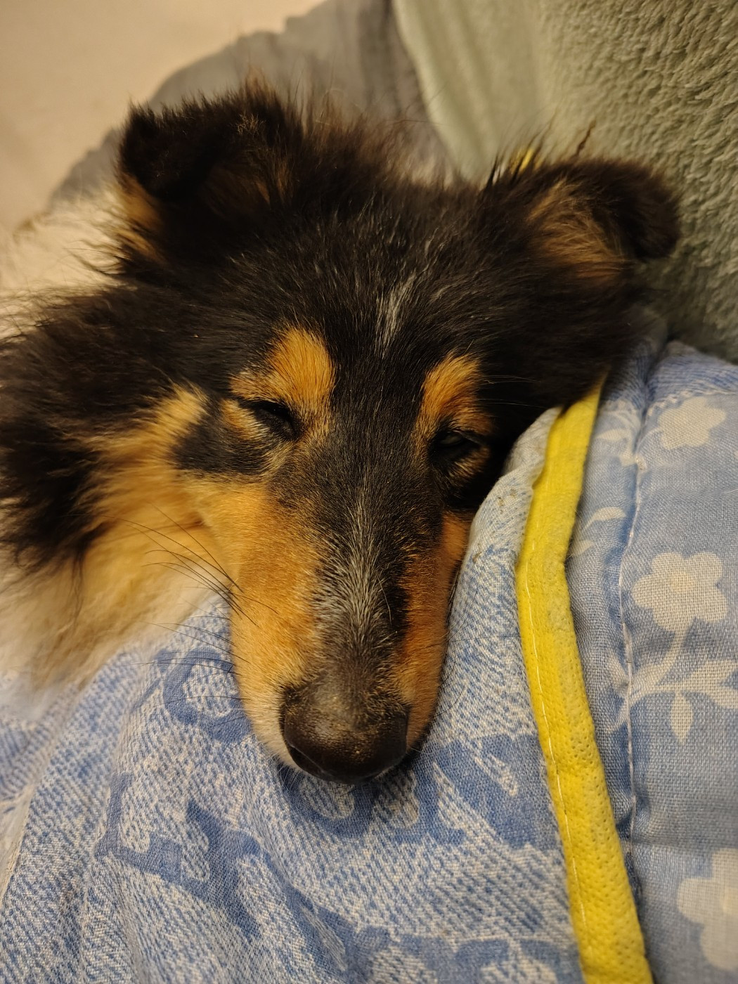 Albi Black du Cèdre Enchanté