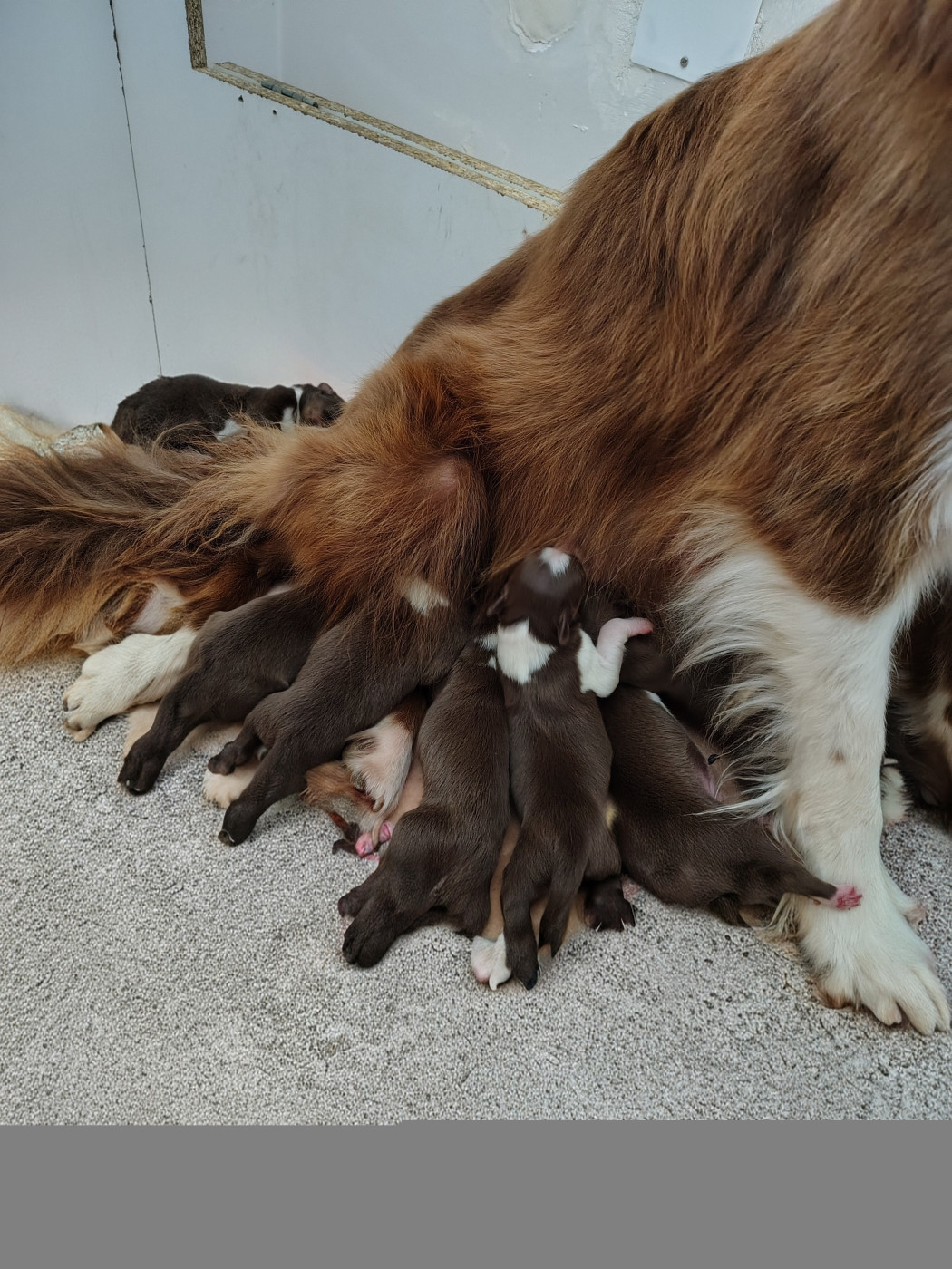 Les bébés sont arrivés !!!