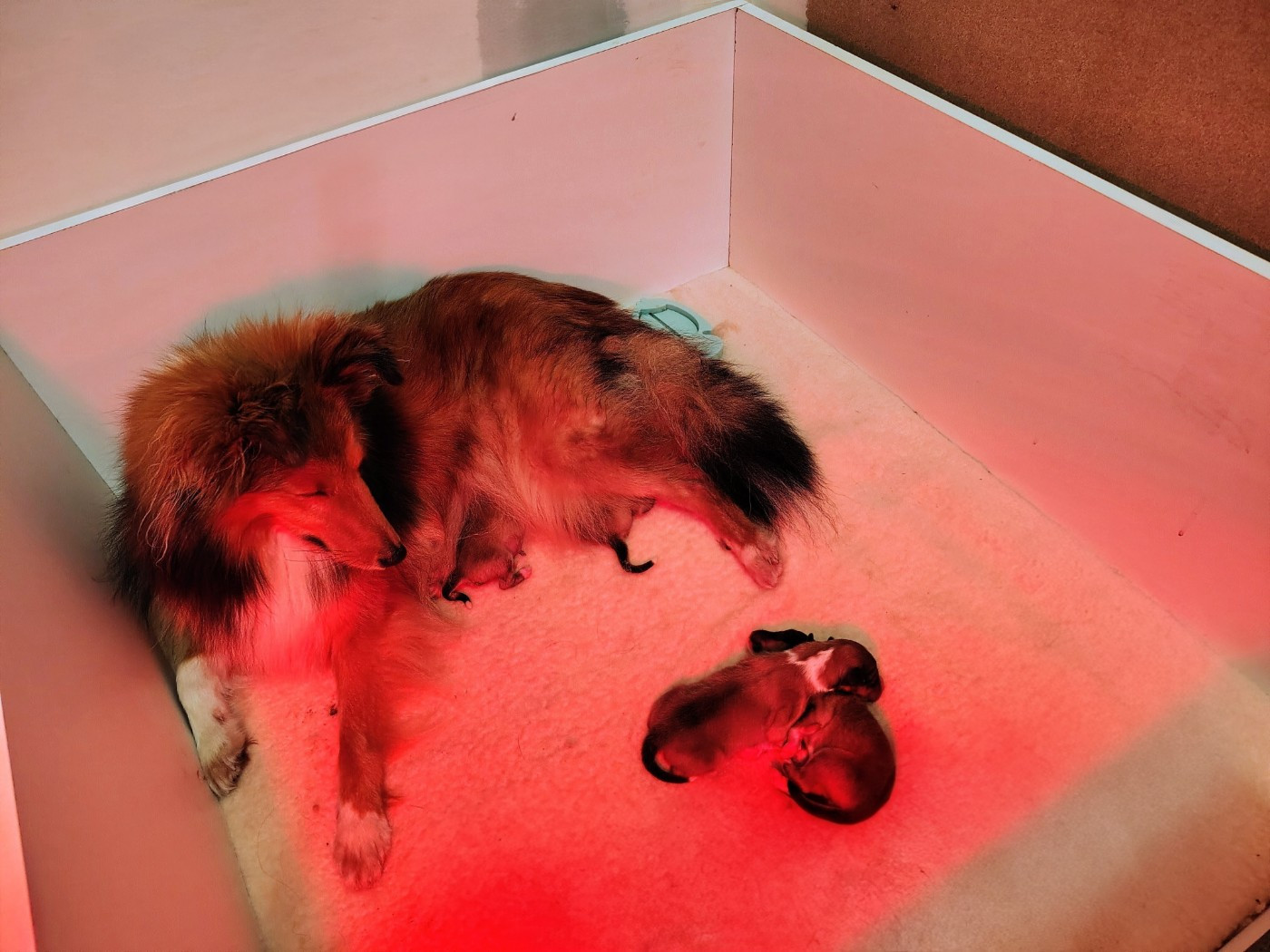 De La Forêt Des Celtes - Shetland Sheepdog - Portée née le 19/11/2025