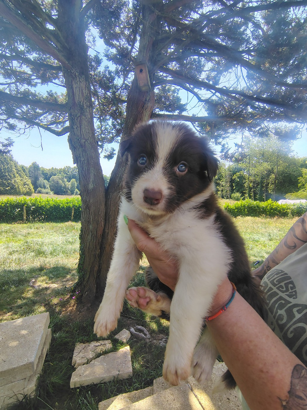 De La Forêt Des Celtes - Border Collie - Portée née le 17/05/2026