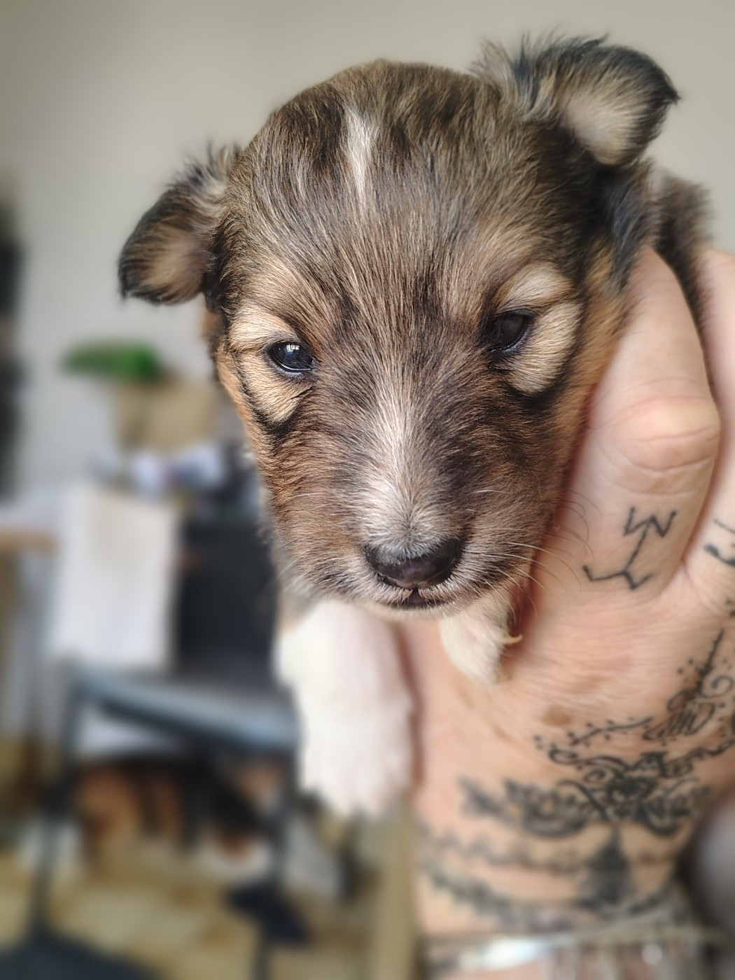 De La Forêt Des Celtes - Chiots disponibles - Shetland Sheepdog