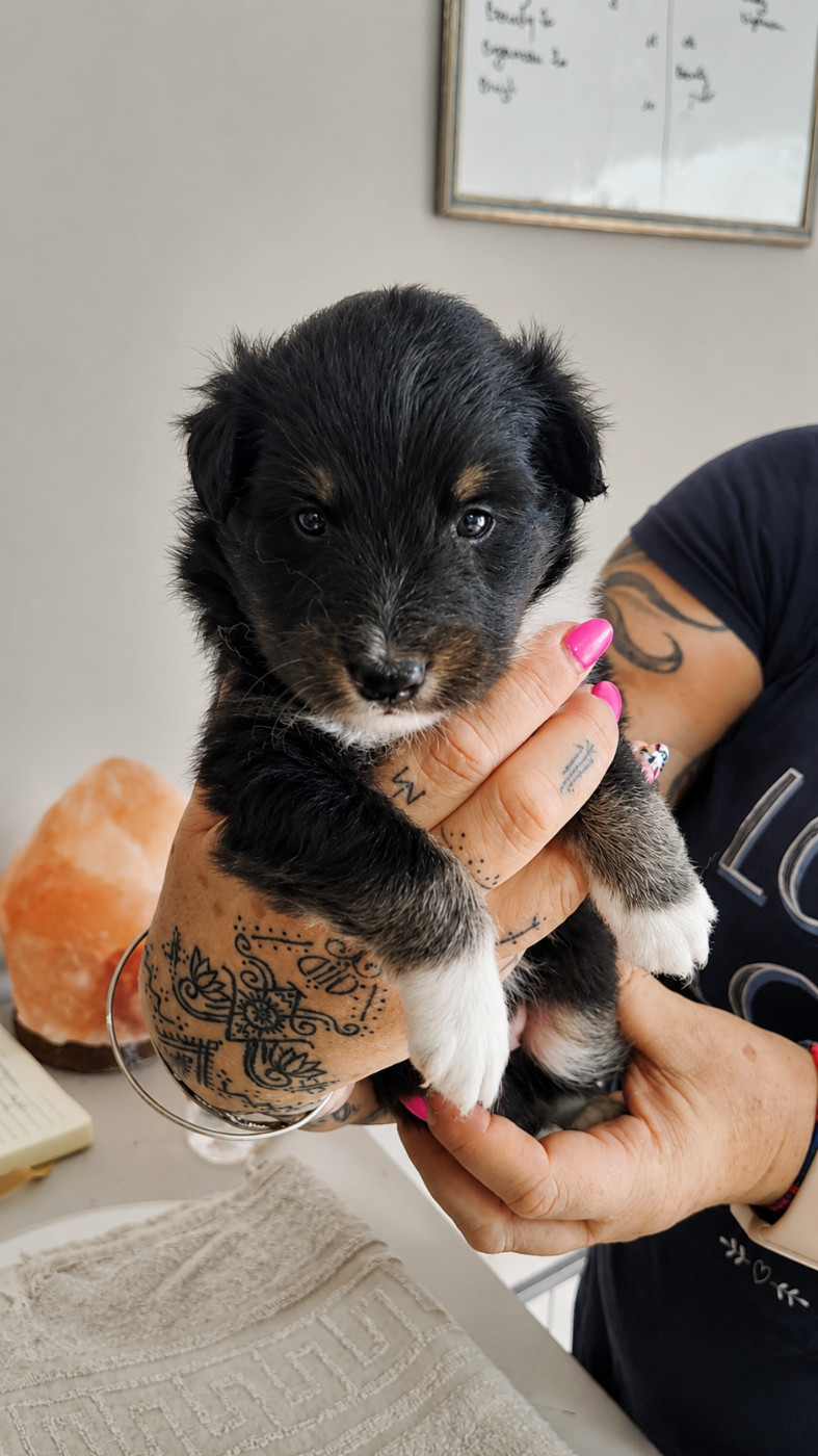 De La Forêt Des Celtes - Chiots disponibles - Shetland Sheepdog