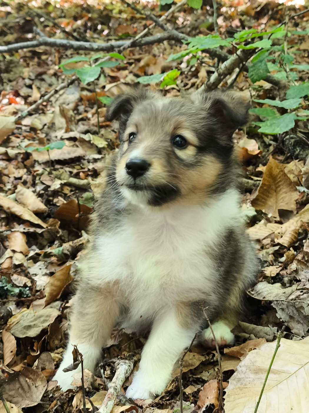 De La Forêt Des Celtes - Chiots disponibles - Shetland Sheepdog