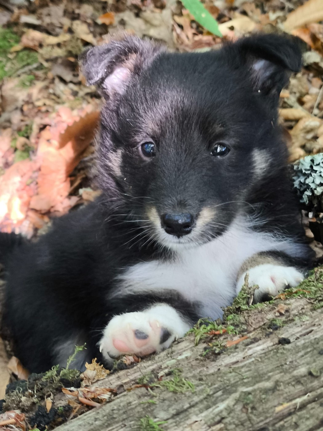 De La Forêt Des Celtes - Chiots disponibles - Shetland Sheepdog