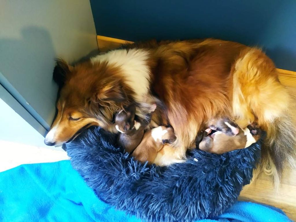 Chiot Shetland Sheepdog De La Forêt Des Celtes