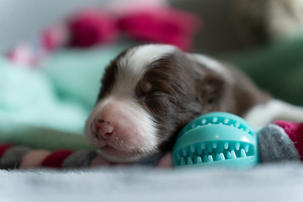De La Forêt Des Celtes - Chiots disponibles - Border Collie
