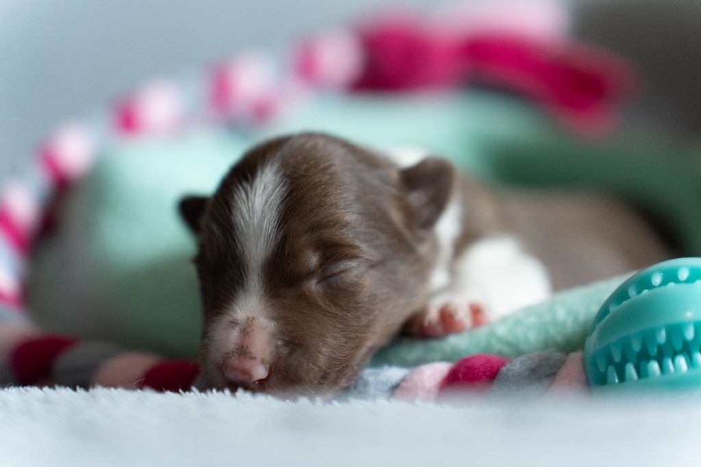 De La Forêt Des Celtes - Chiots disponibles - Border Collie