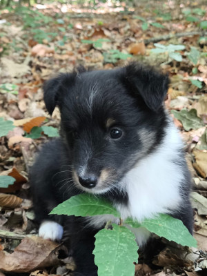 Bellatrix