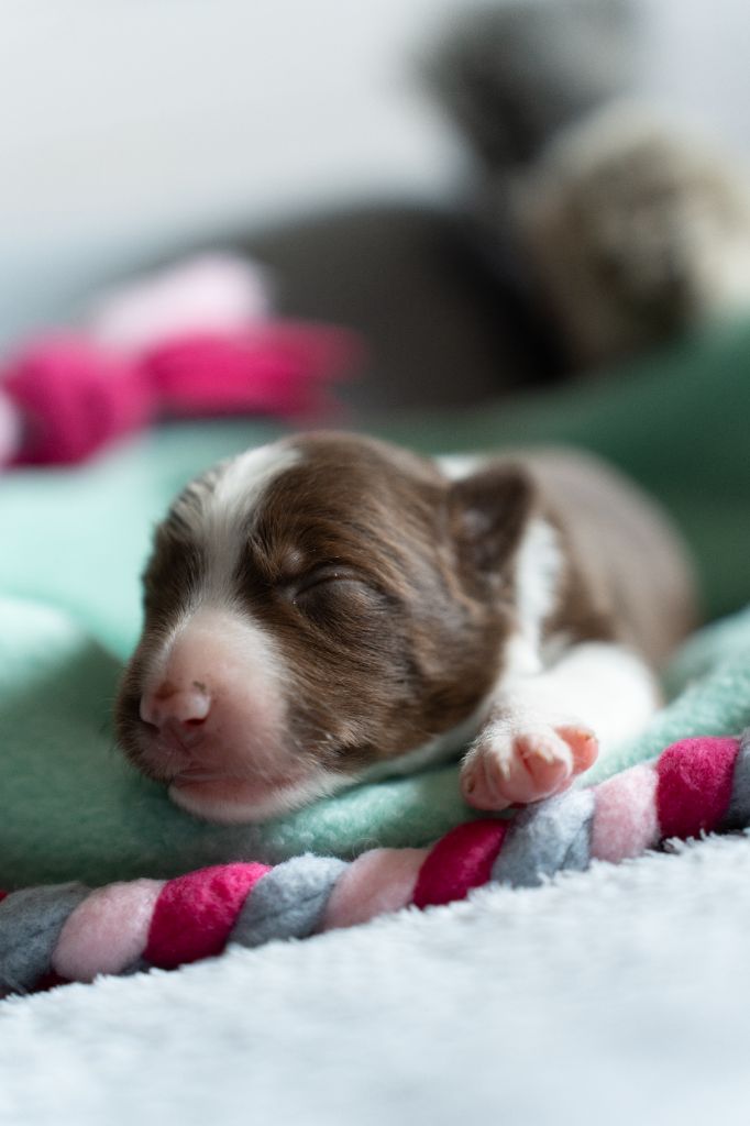 De La Forêt Des Celtes - Chiots disponibles - Border Collie